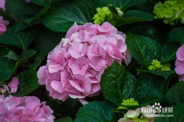绣球花怎么过冬