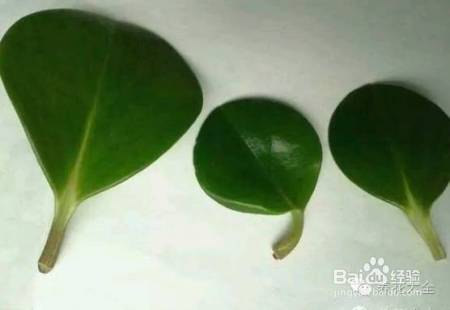 这花千万别花钱买，一片叶子能养十几盆，朋友看了都抢着要！