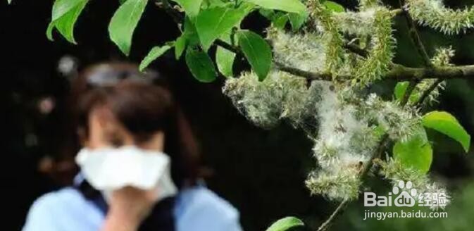 柳絮引起过敏皮肤痒痒的去医院就医前可以