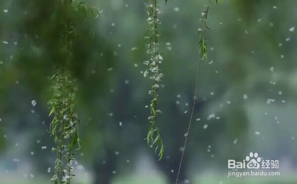 柳絮引起过敏皮肤痒痒的去医院就医前可以