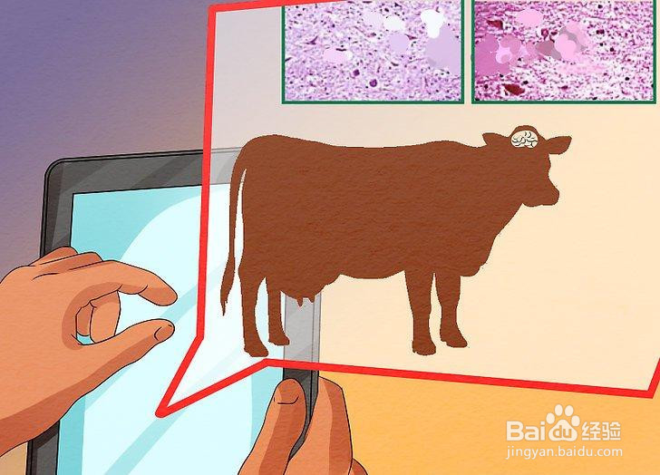 如何避免疯牛病