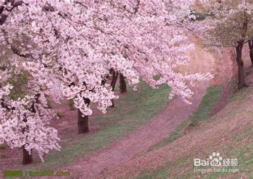 樱花盆景的养护方法和注意事项