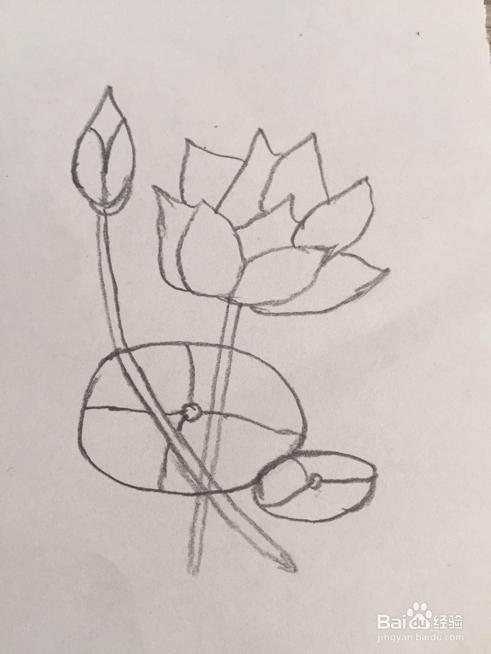 简笔画荷花的画法步骤