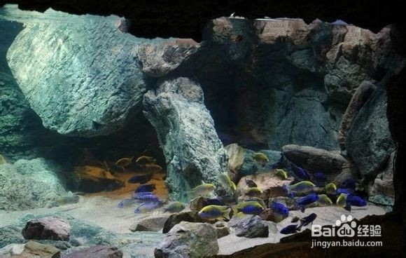 三湖慈鲷鱼缸造景