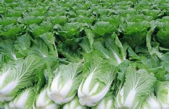 白菜的选购技巧