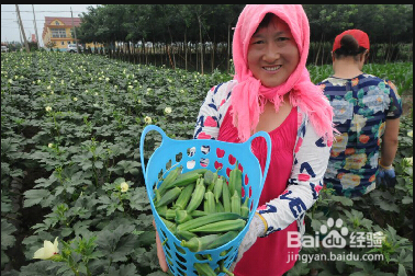 选择秋葵做菜有哪些窍门