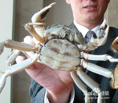 洪泽湖大闸蟹|洪泽湖大闸蟹做法