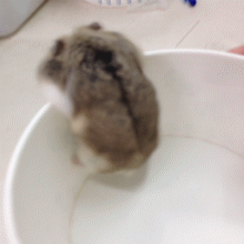 一寸短一寸痛，小短腿的汪搞笑到没有底线，腿到