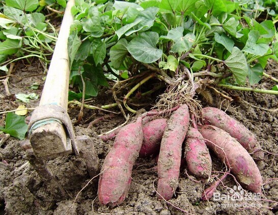 红薯——你怎嘛能忽视它