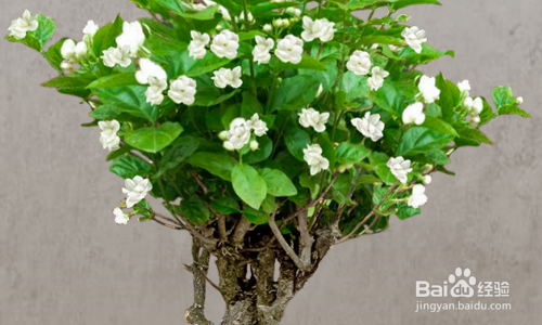 茉莉花冬天怎么养才能安全过冬?