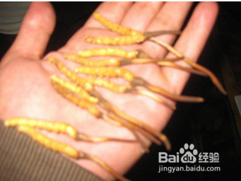 冬虫夏草回收价格高低的区别