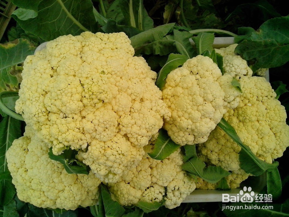 生活中常吃的八种蔬菜有毒，知道是哪些?