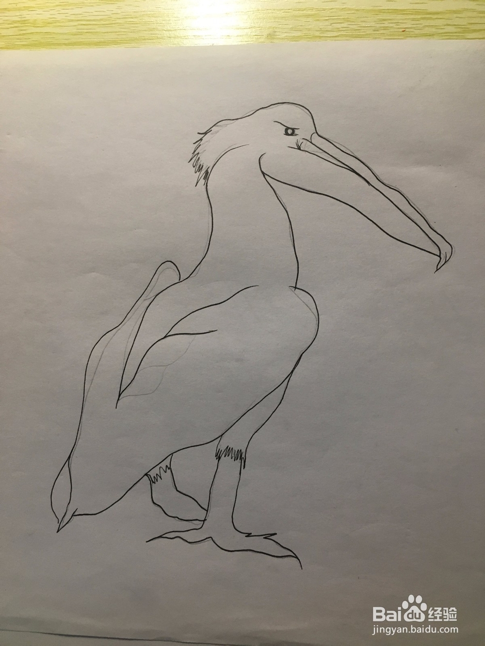 画一只长嘴巴的鸟儿 简笔画之鸟儿 儿童画 线描