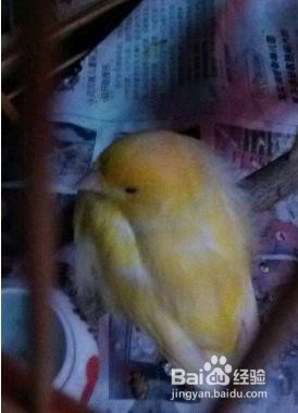 黄玉鸟的饲养方法