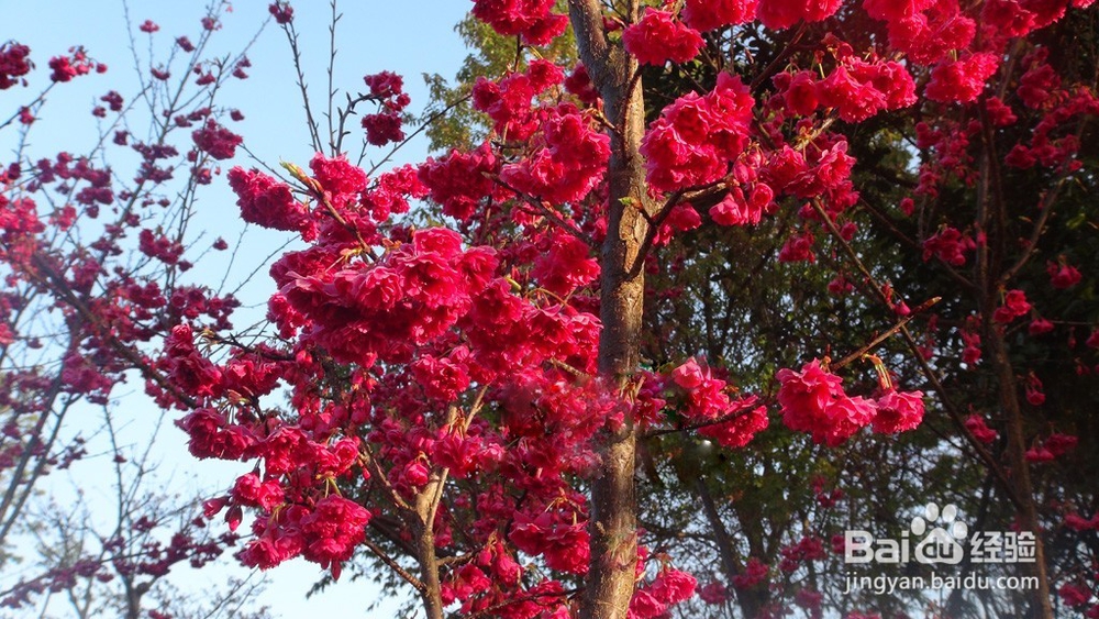 牡丹樱花除草施肥技巧