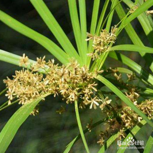 伞草的培育方法和注意事项