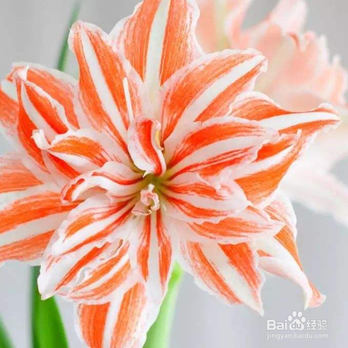 蟹脚兰怎么促进开花