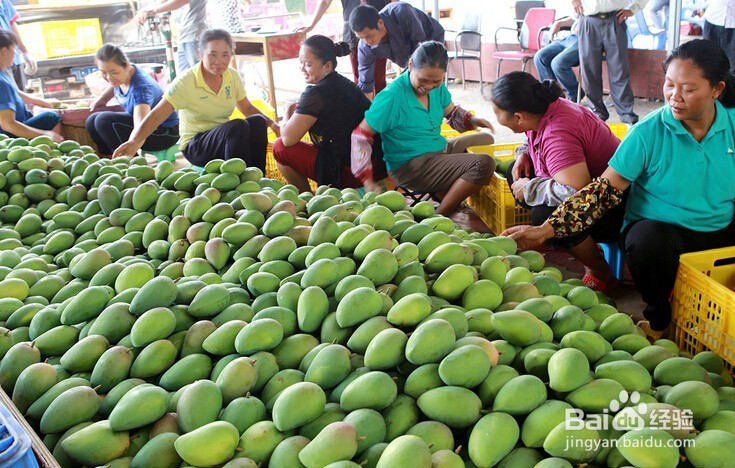 购买芒果要如何精挑细选？