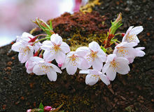 日本旅游消费攻略