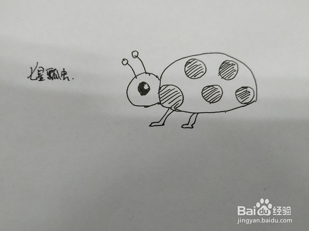 七星瓢虫简笔画怎么画,怎么画七星瓢虫