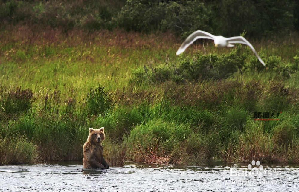 跟随阿拉斯加摄影创作团冰上起舞之旅