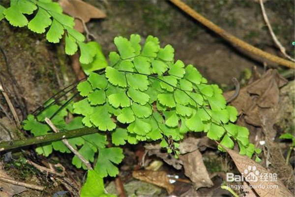 铁线蕨的养殖方法和注意事项有哪些?
