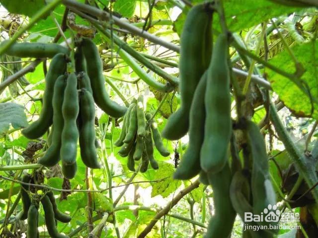 如诗似画醉梅州