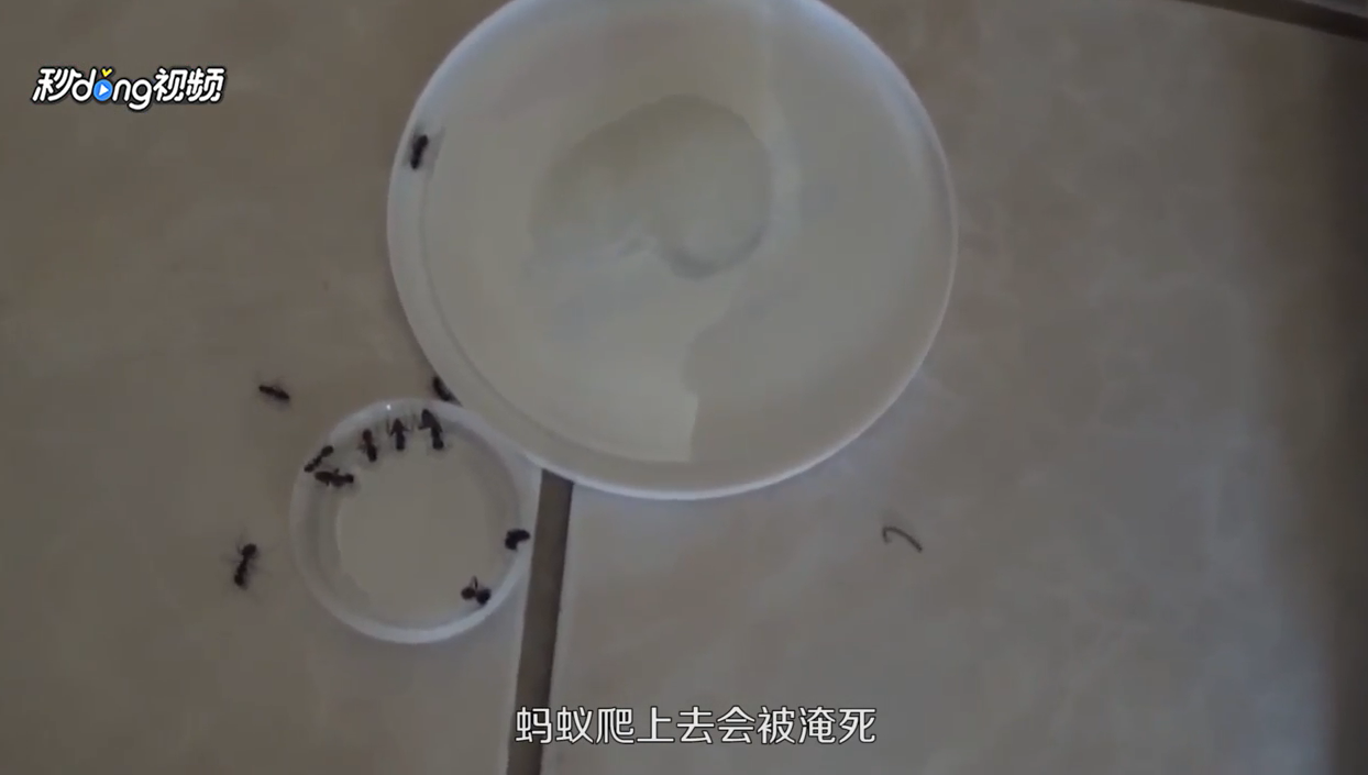 家里有小红蚂蚁怎么办？