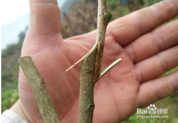 红花玉兰的嫁接过程