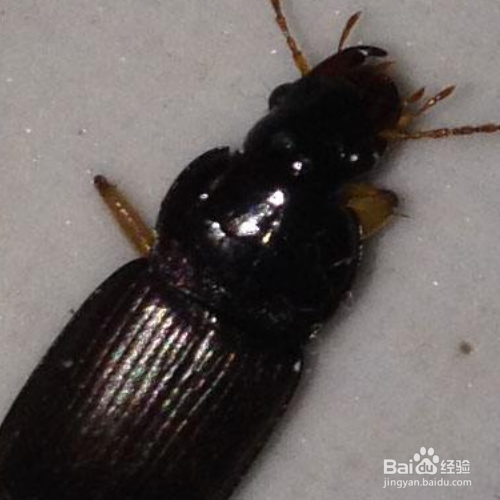 把蟑螂踩死在地上怎么处理