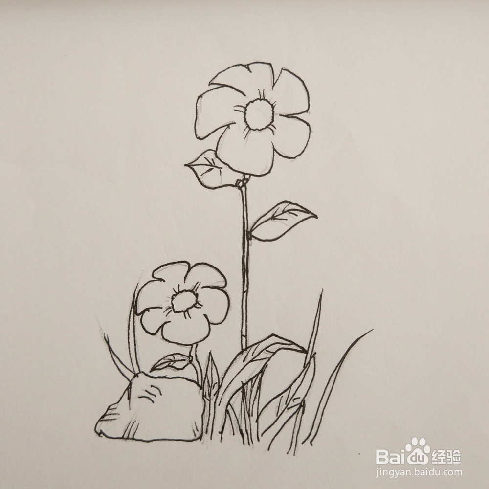 简笔画36:花朵画法
