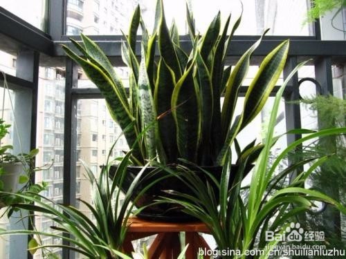 虎皮兰的养植注意事项