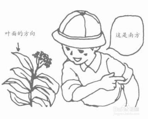 野外活动的方向判断之经验判断法