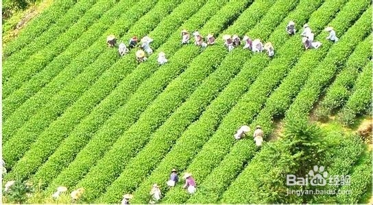 什么人禁喝桑叶茶