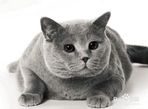 PS如何制作火红猫