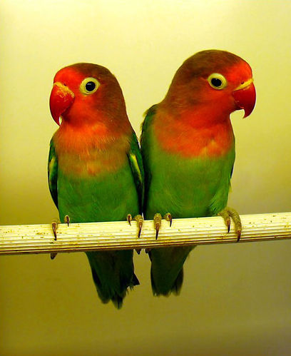 怎样训练鹦鹉学舌