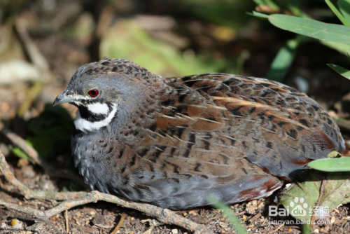 桂花雀如何分辨公母