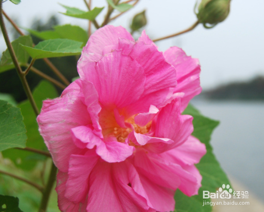 芙蓉花怎么养才能建康