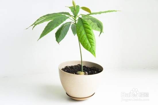 牛油果种子盆栽教程
