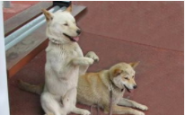 如何训练狗狗作揖