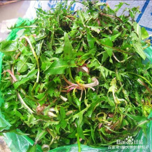 凉拌香辣嫩婆婆丁