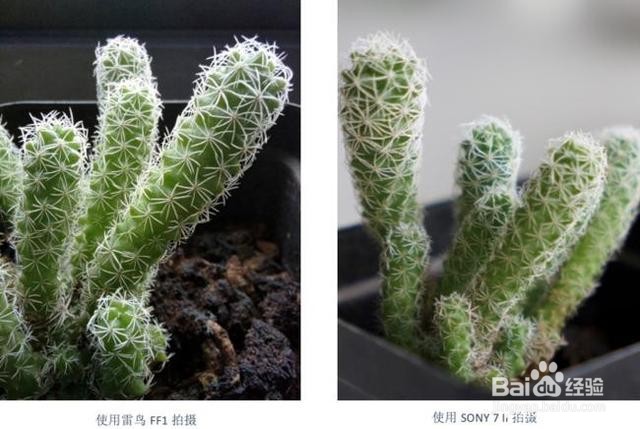 雷鸟FF1拍照性能好吗