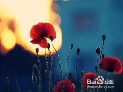 正确解读心灵鸡汤