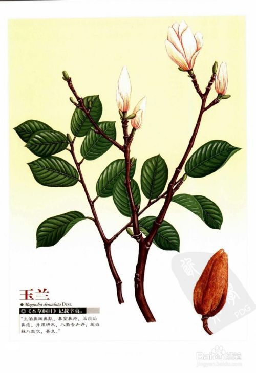 健康/养生 医疗健康 > 中医图片 end 药物作用 1 end 百家用 1 辛夷