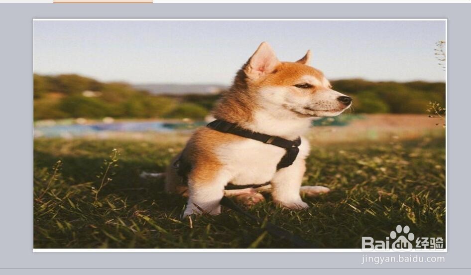 怎么把PPT图片放大到幻灯片大小？