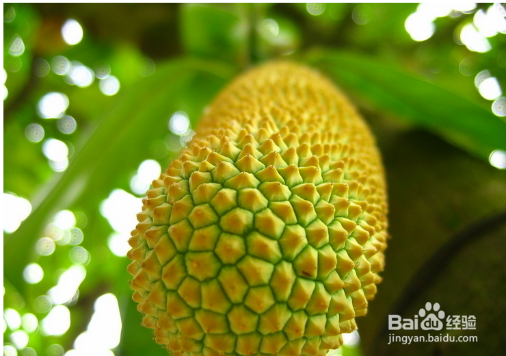 吃榴莲的好处