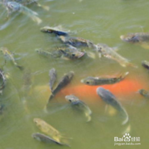 池塘养鱼的方法和技巧