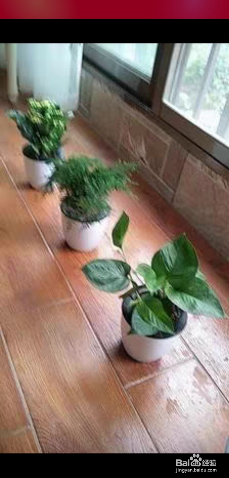 吊兰的养殖方法和注意事项