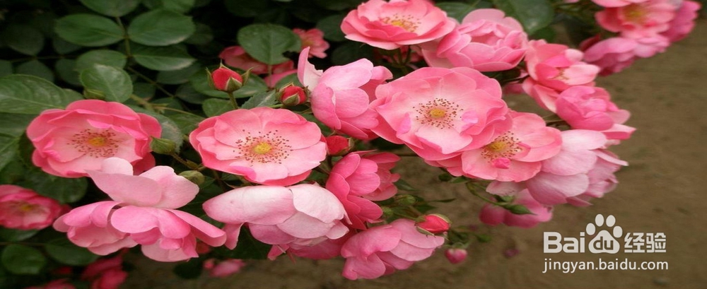 月季花怎样插枝容易活