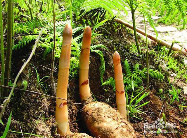 天麻的生长习性和病害防治及壮根壮苗的管理要点